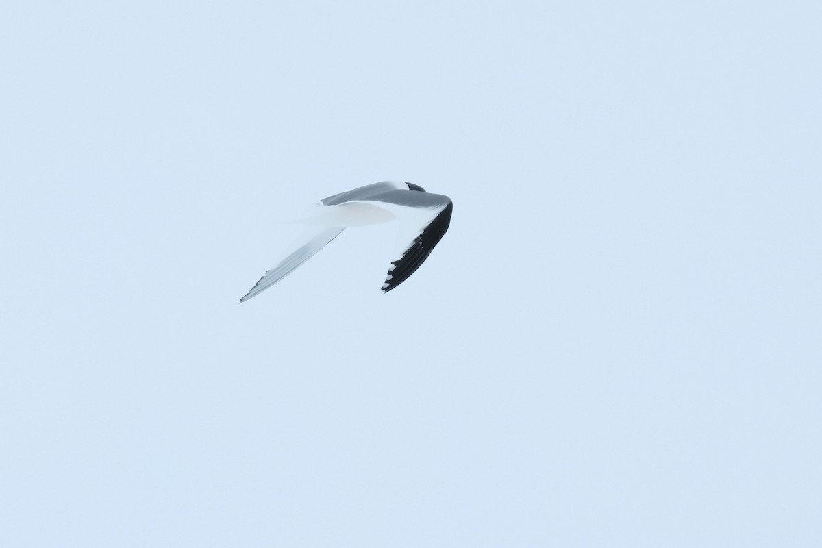 racek Sabinův - ML652203436