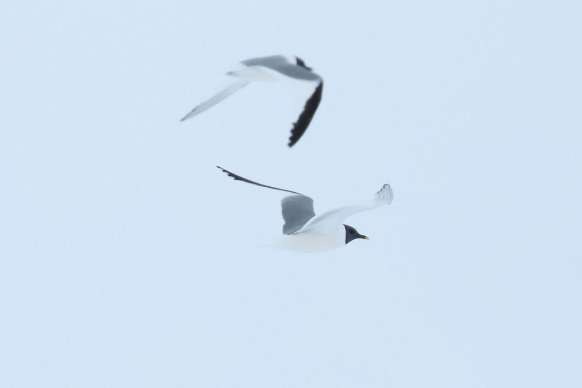 racek Sabinův - ML652203438