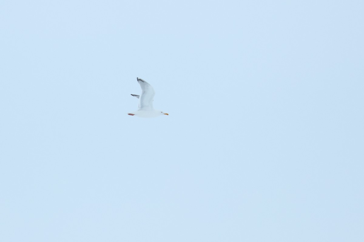 racek americký - ML652203453