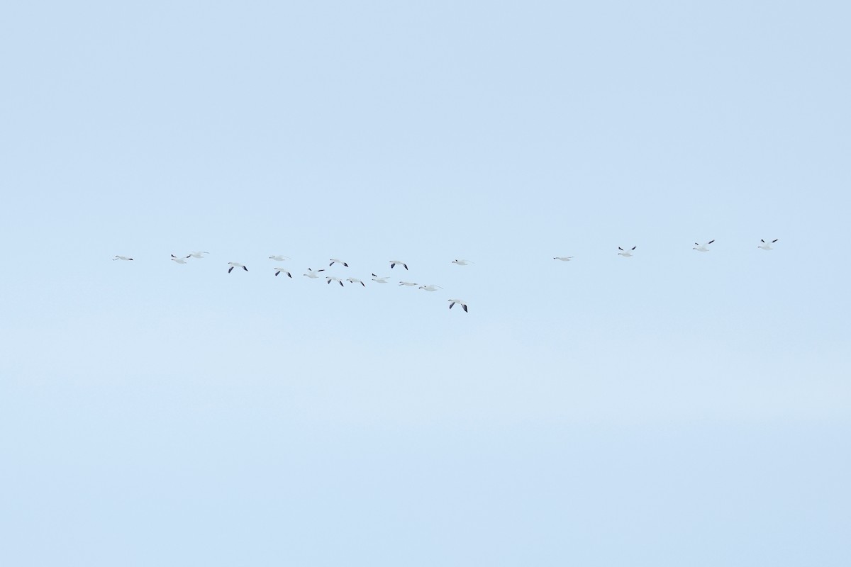 husa bělostná - ML652203489