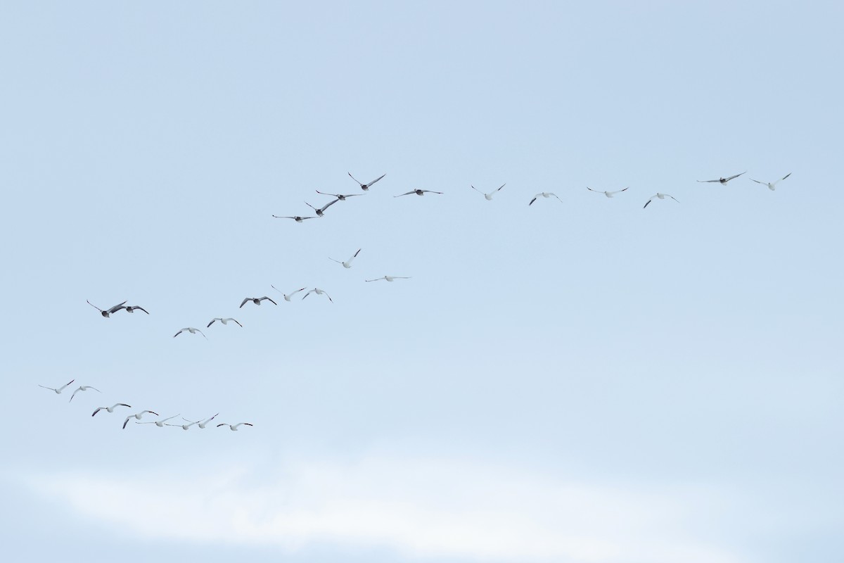 husa sněžní - ML652203495