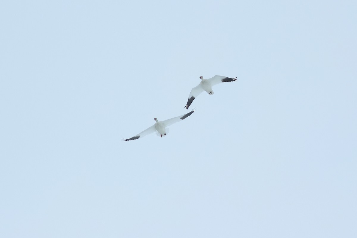 husa sněžní - ML652203499