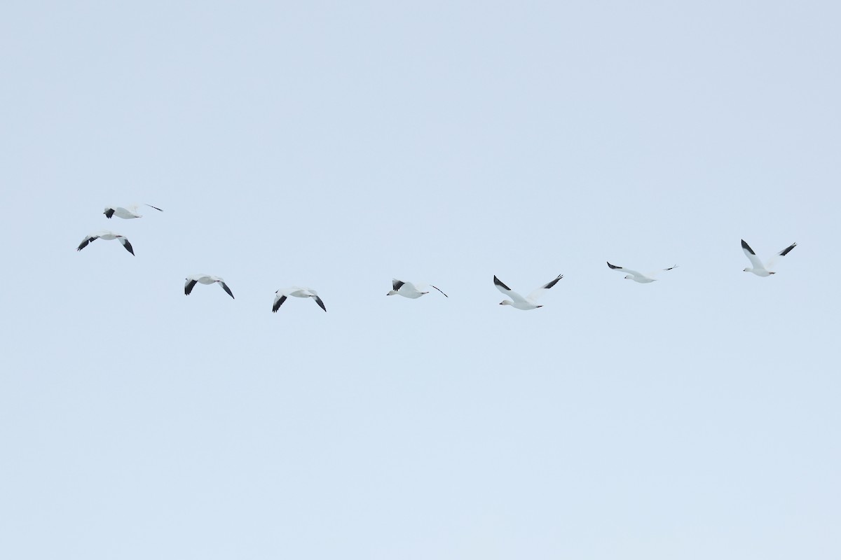 husa bělostná - ML652203534