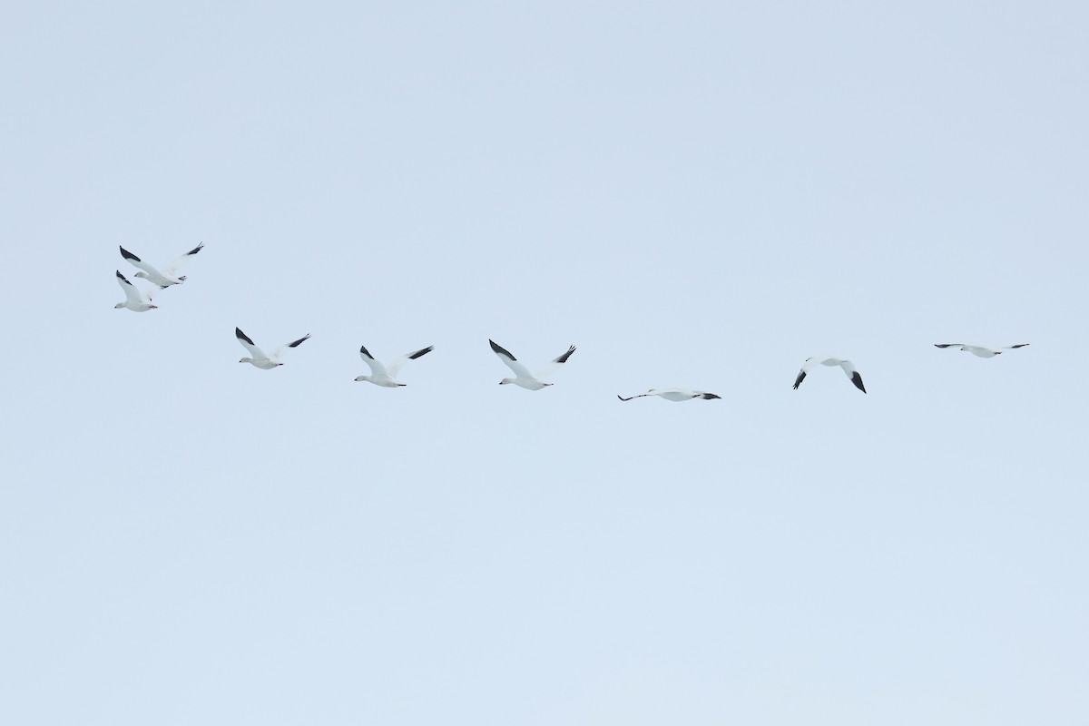 husa bělostná - ML652203542