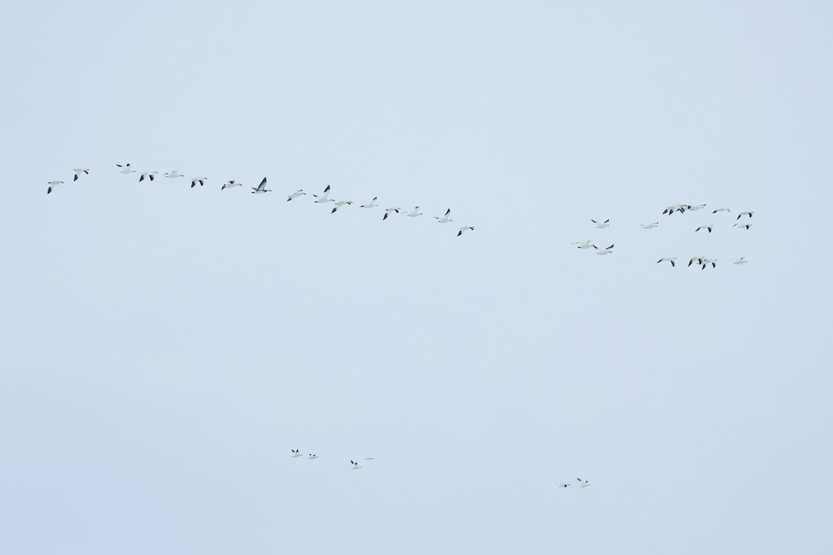 husa sněžní - ML652203728