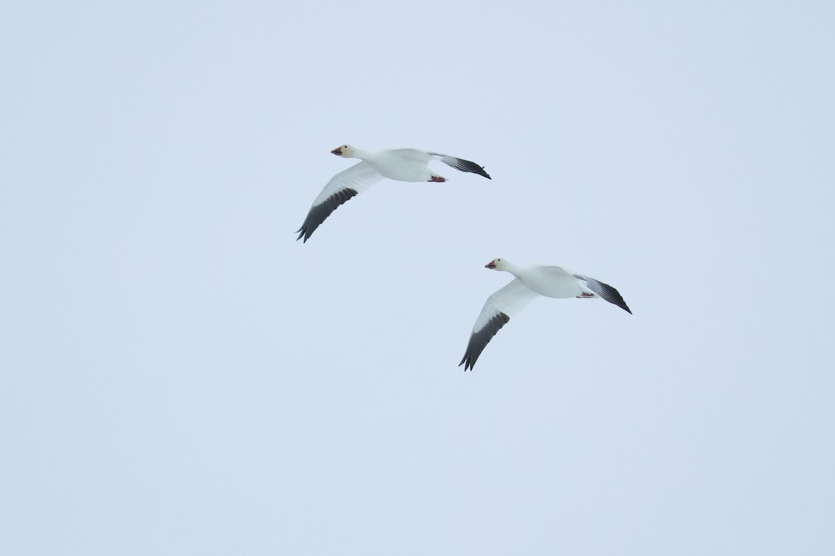 husa sněžní - ML652203735