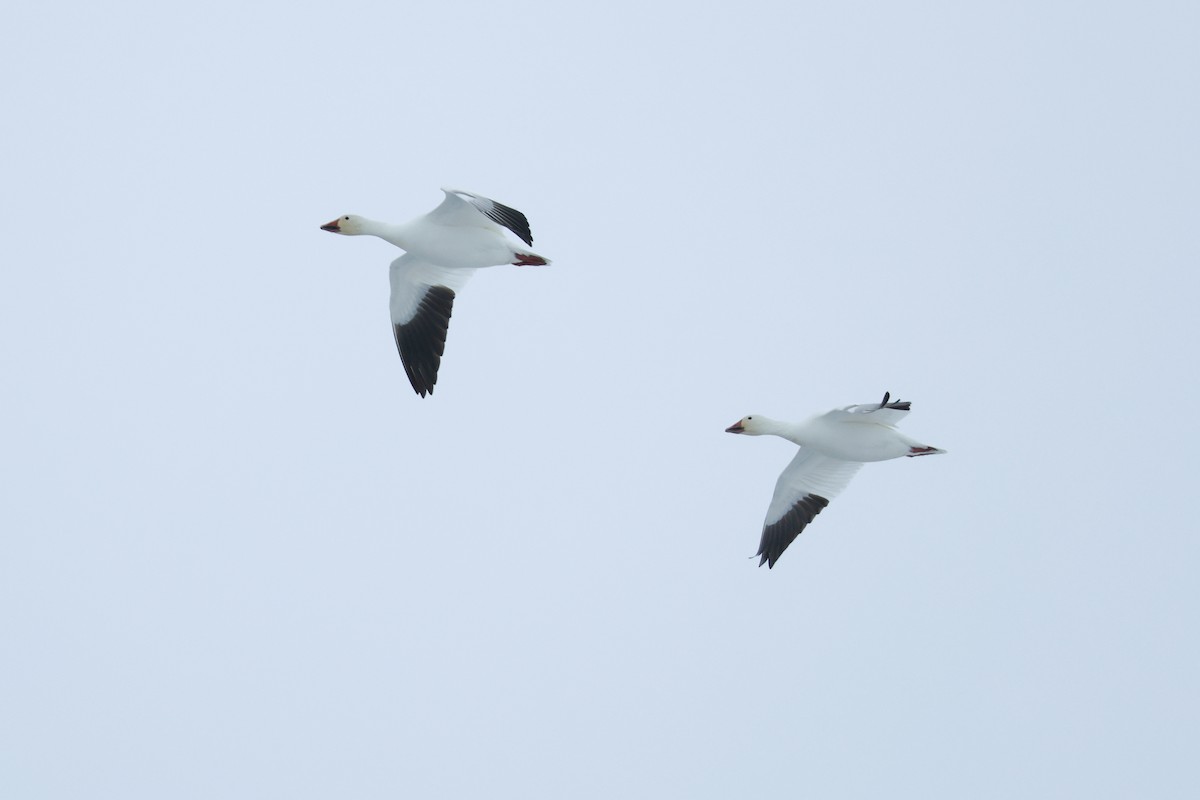 husa sněžní - ML652203737