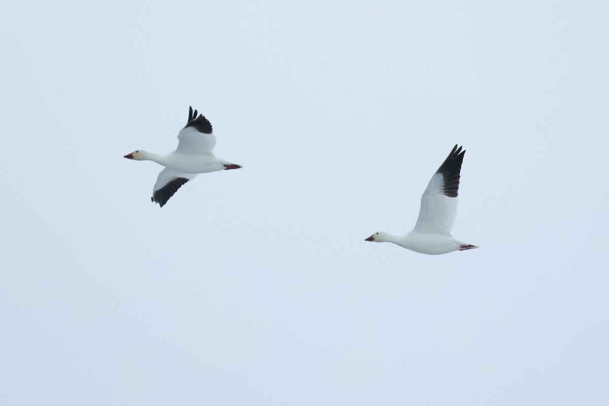 husa sněžní - ML652203739