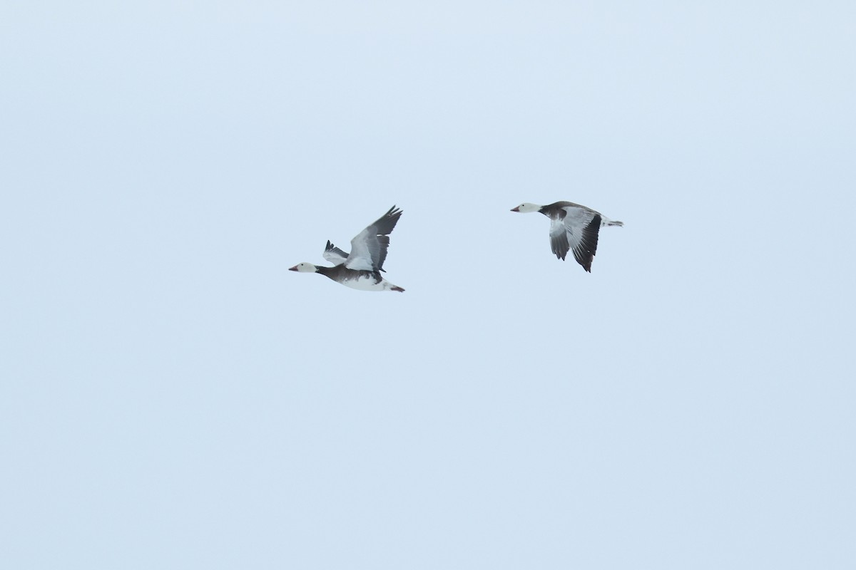 husa sněžní - ML652203751