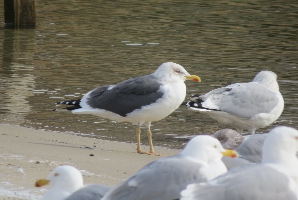 ニシセグロカモメ - ML652203753