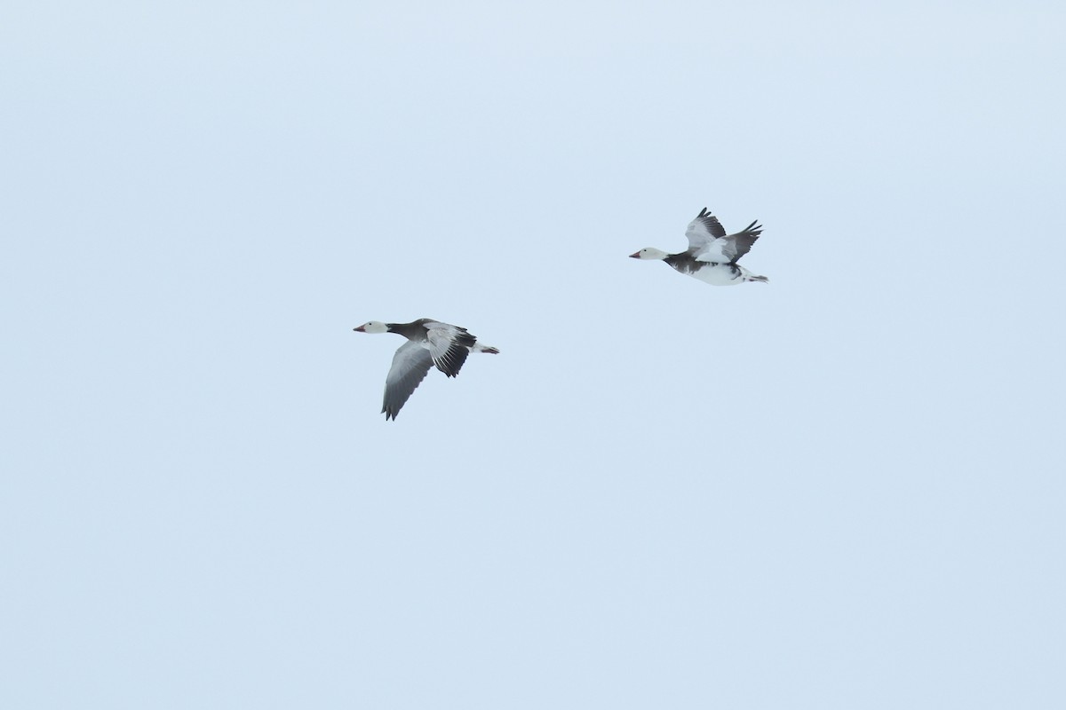 husa sněžní - ML652203756