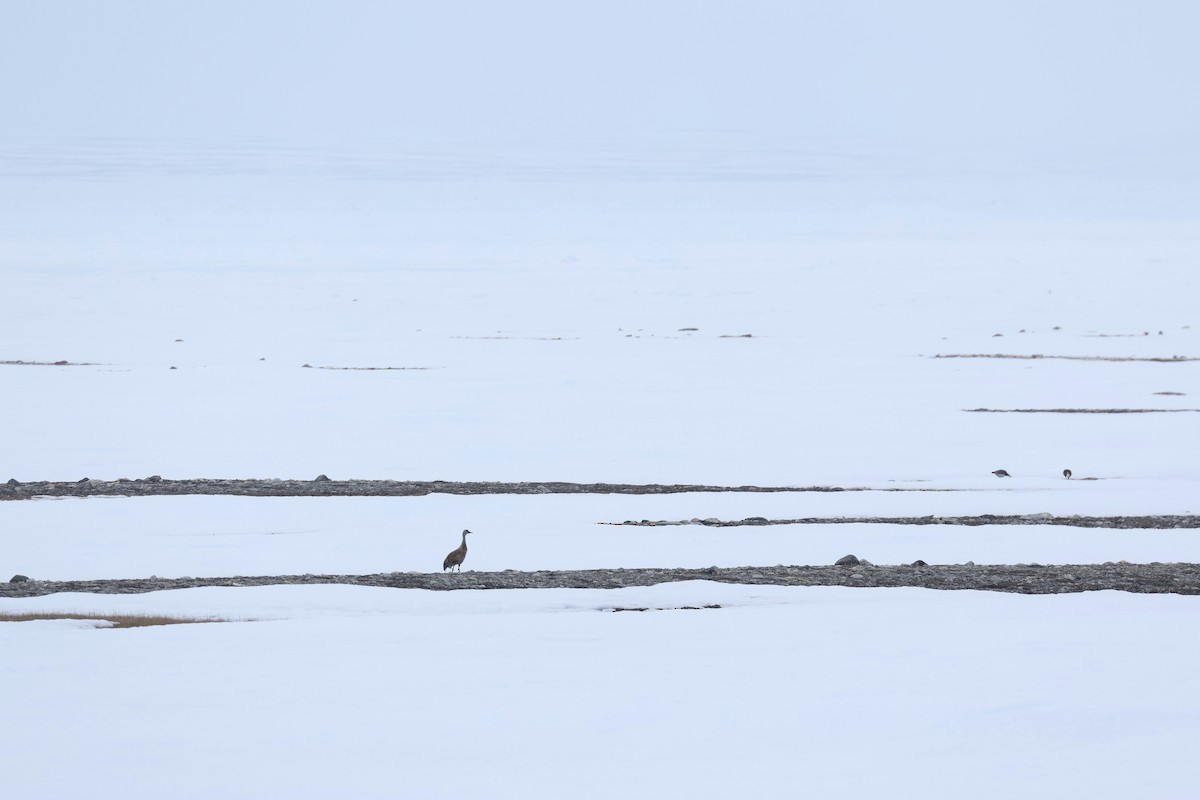 jeřáb kanadský - ML652203773