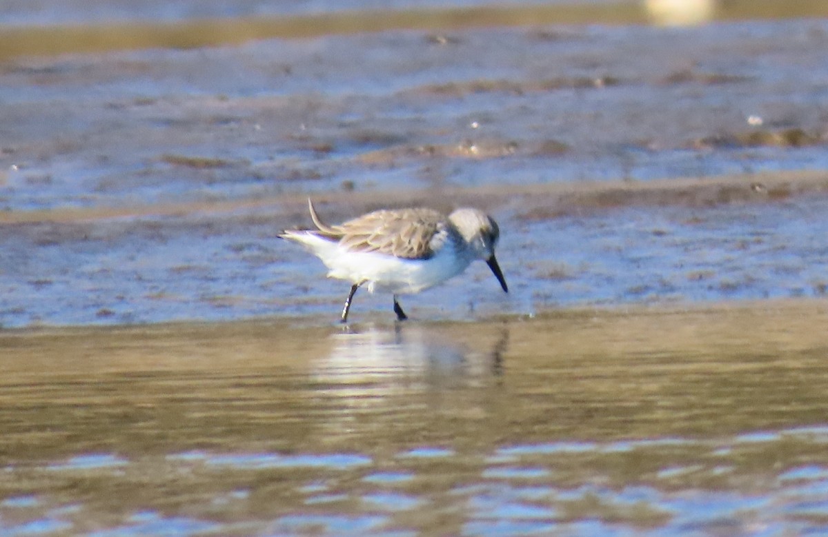 Alaska Kumkuşu - ML652204200