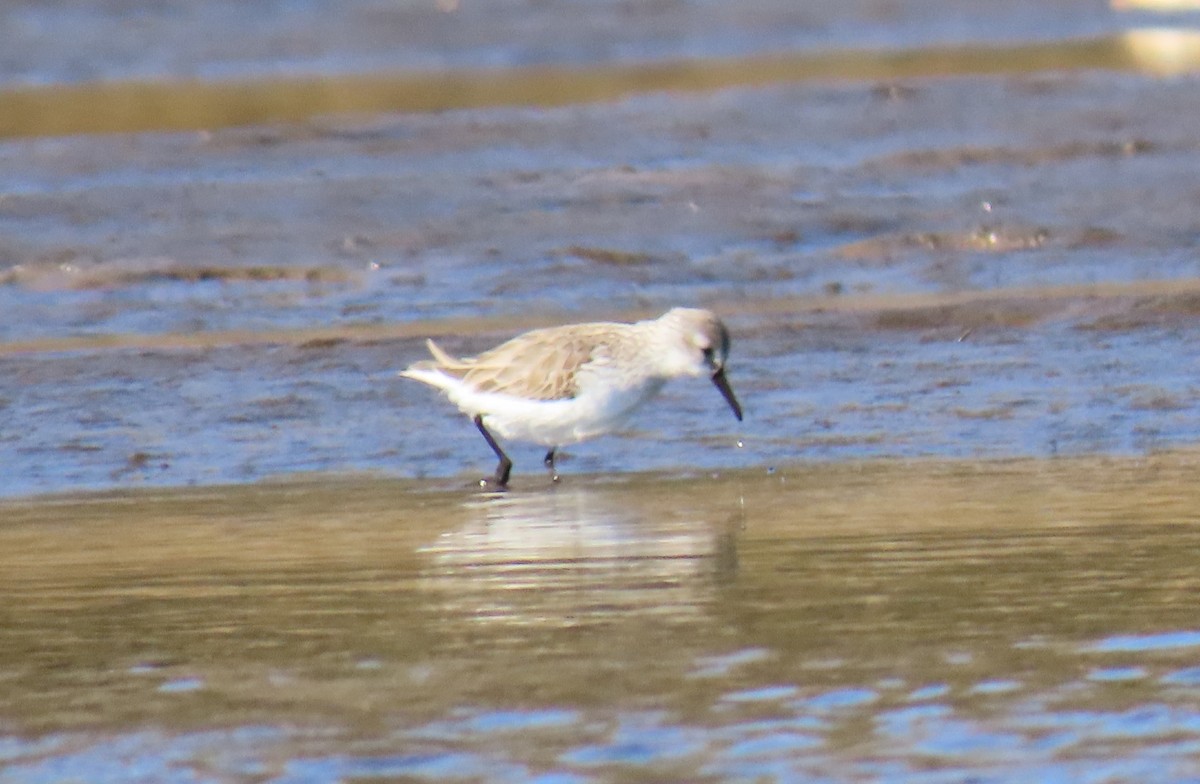 Alaska Kumkuşu - ML652204201