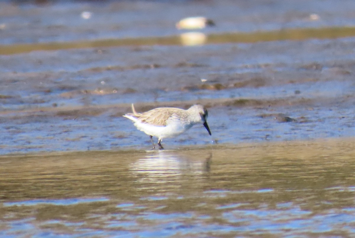 Alaska Kumkuşu - ML652204202