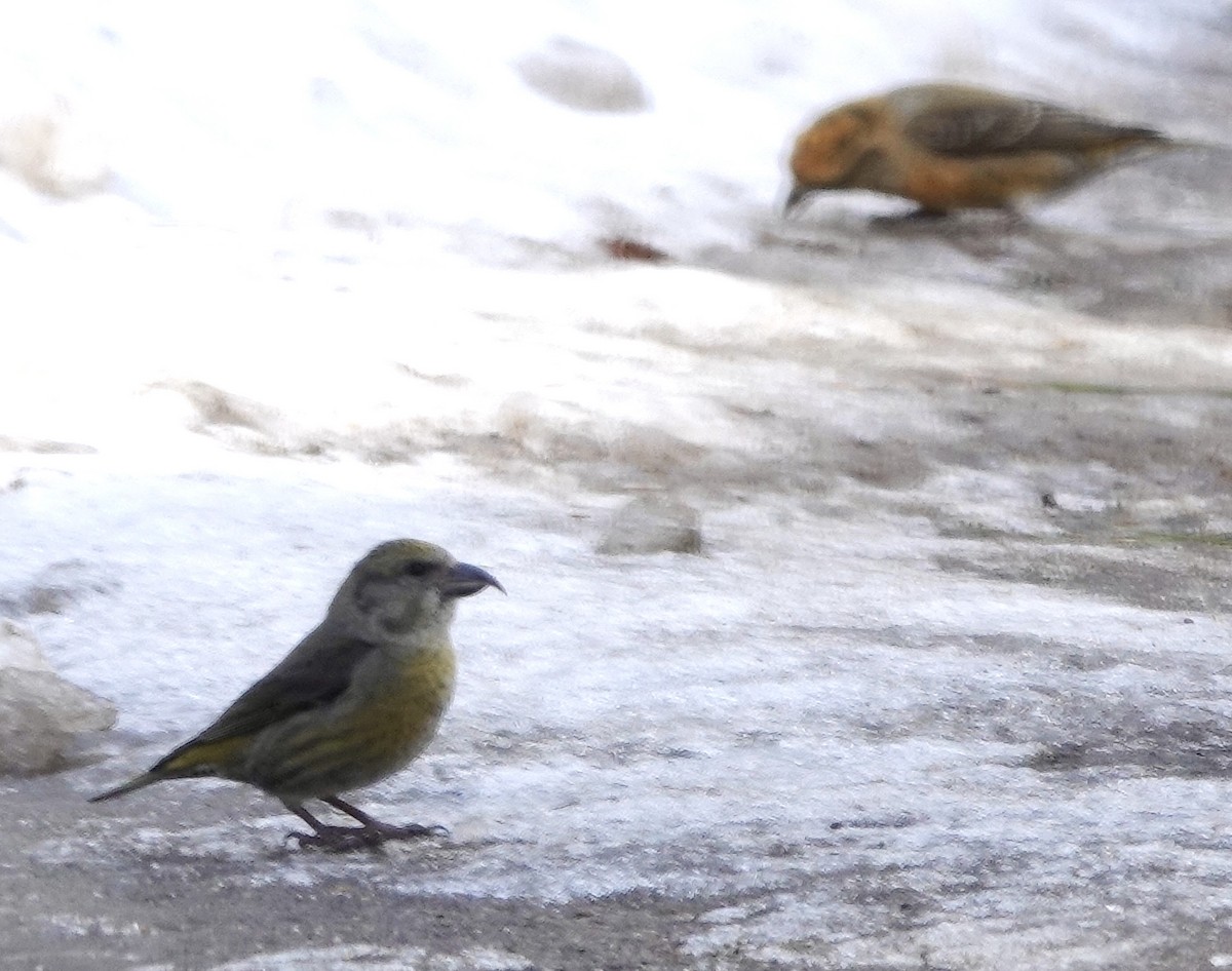 Piquituerto Común - ML652204456