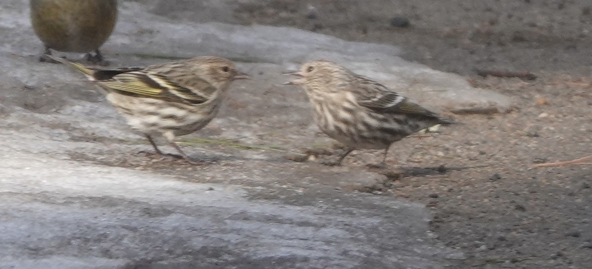 Jilguero de Los Pinos - ML652204464