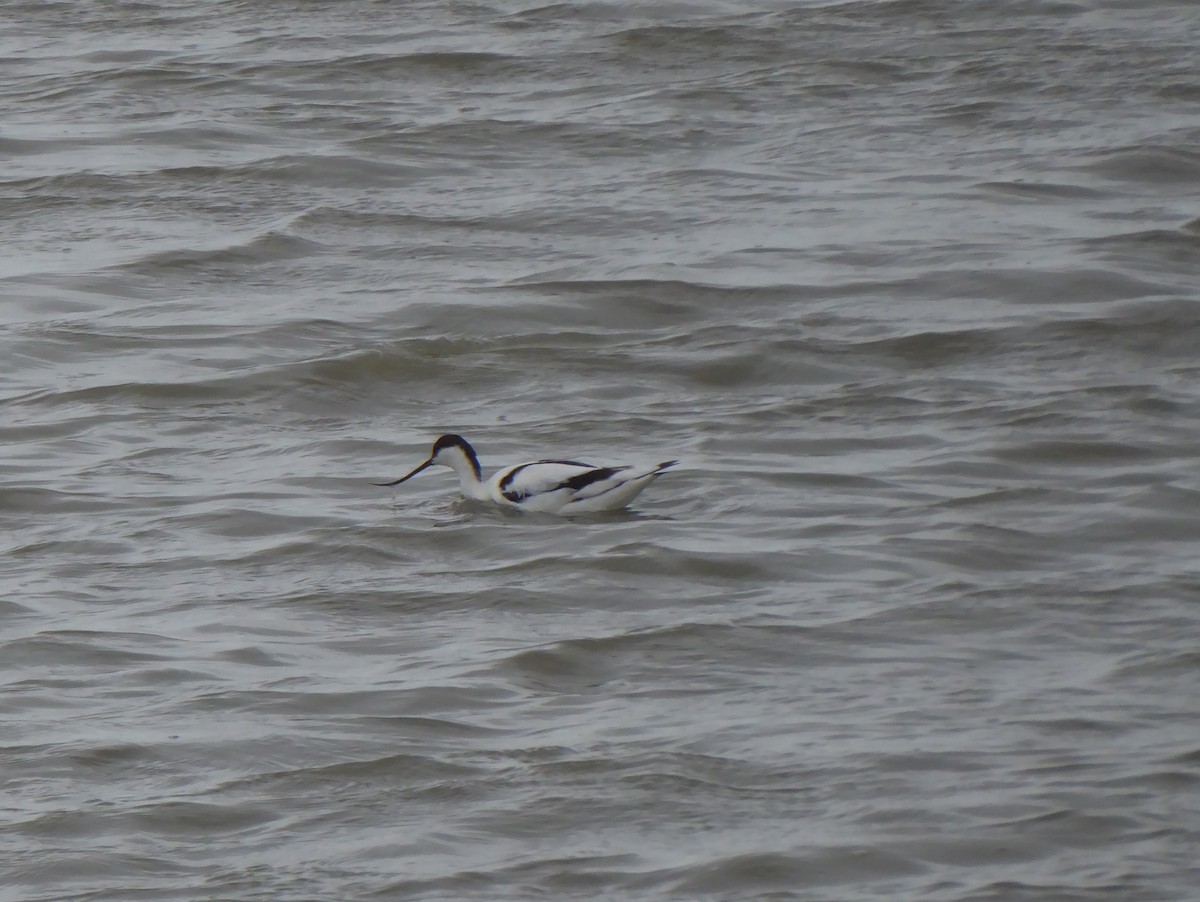 Шилоклювка - ML652204499