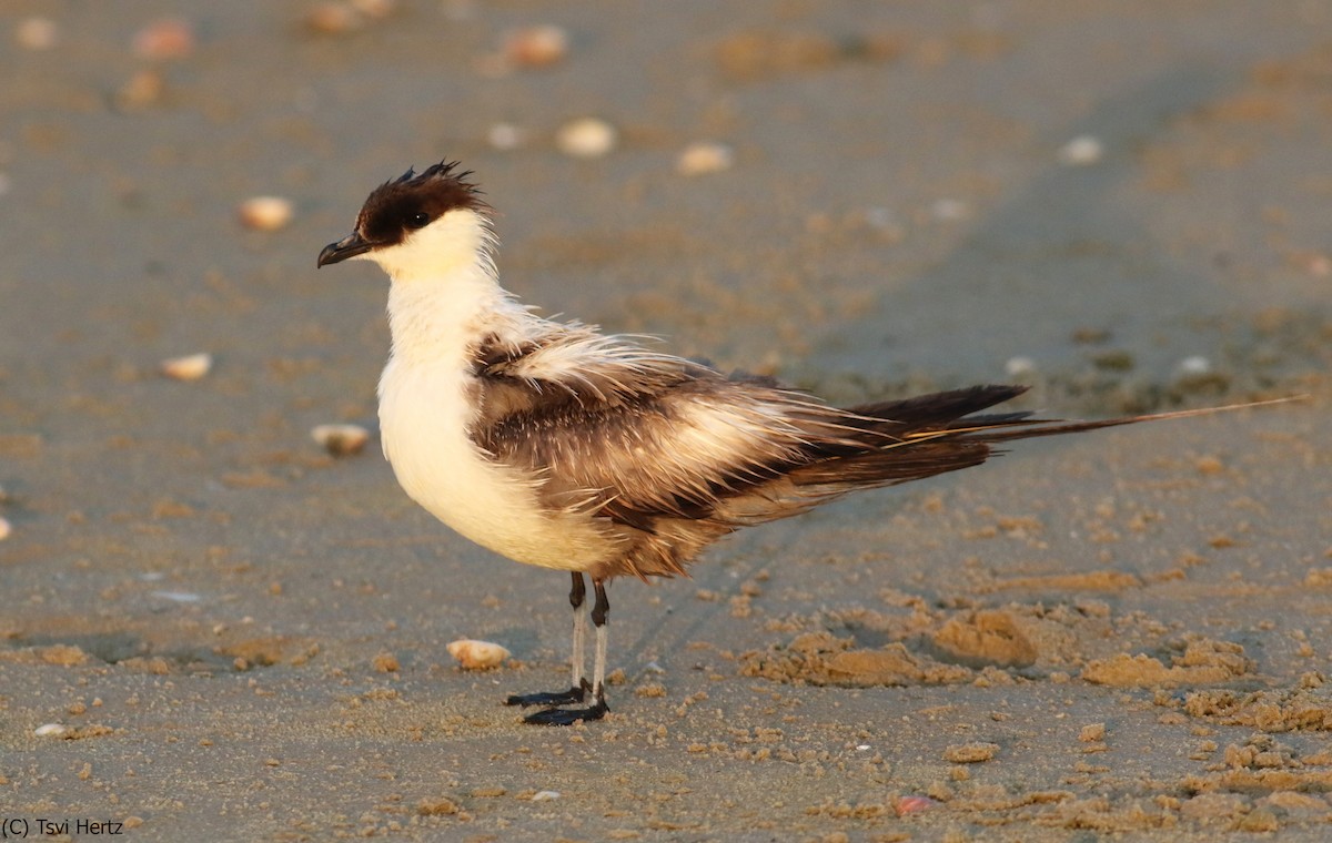 Uzun Kuyruklu Korsanmartı - ML652204599