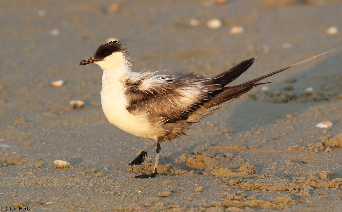 Uzun Kuyruklu Korsanmartı - ML652204613