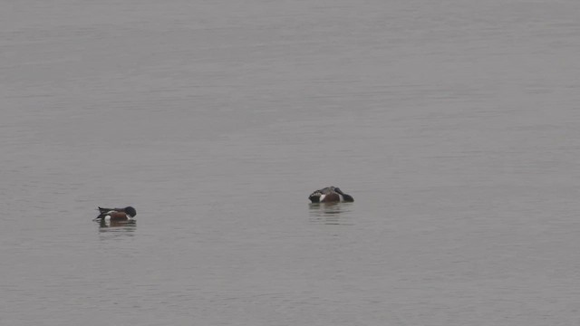 lžičák pestrý - ML652204647