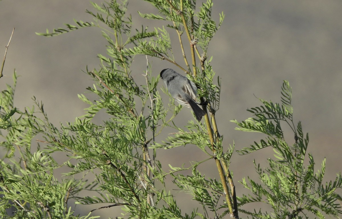 Black-tailed Gnatcatcher - ML652204904