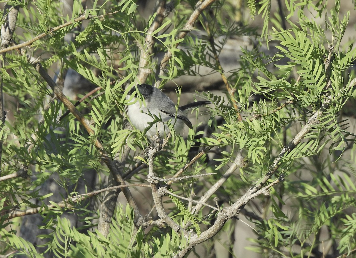 Black-tailed Gnatcatcher - ML652204905