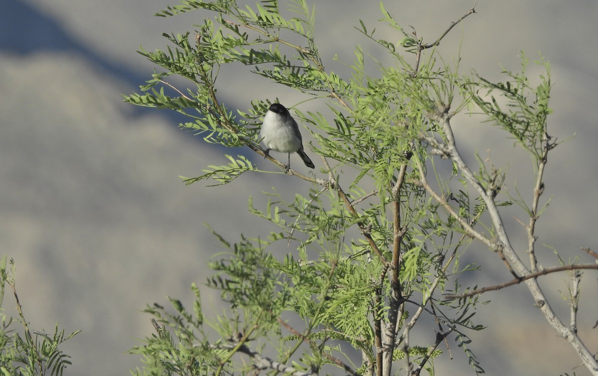 Black-tailed Gnatcatcher - ML652204906