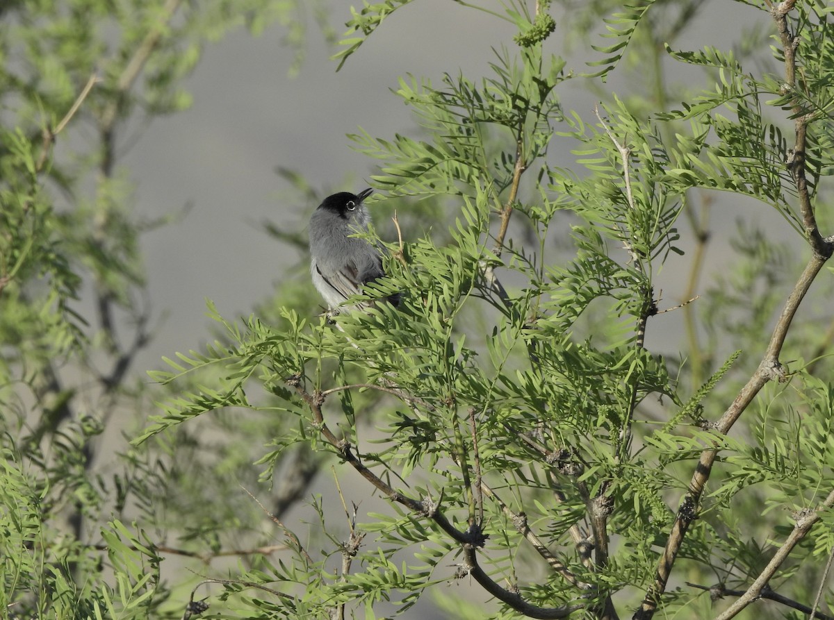 Black-tailed Gnatcatcher - ML652204907