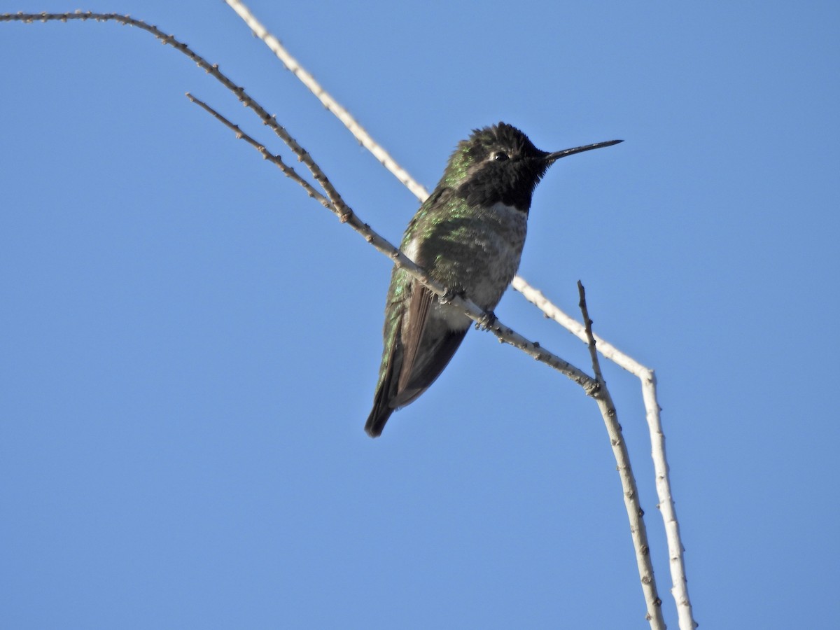 Anna's Hummingbird - ML652204926