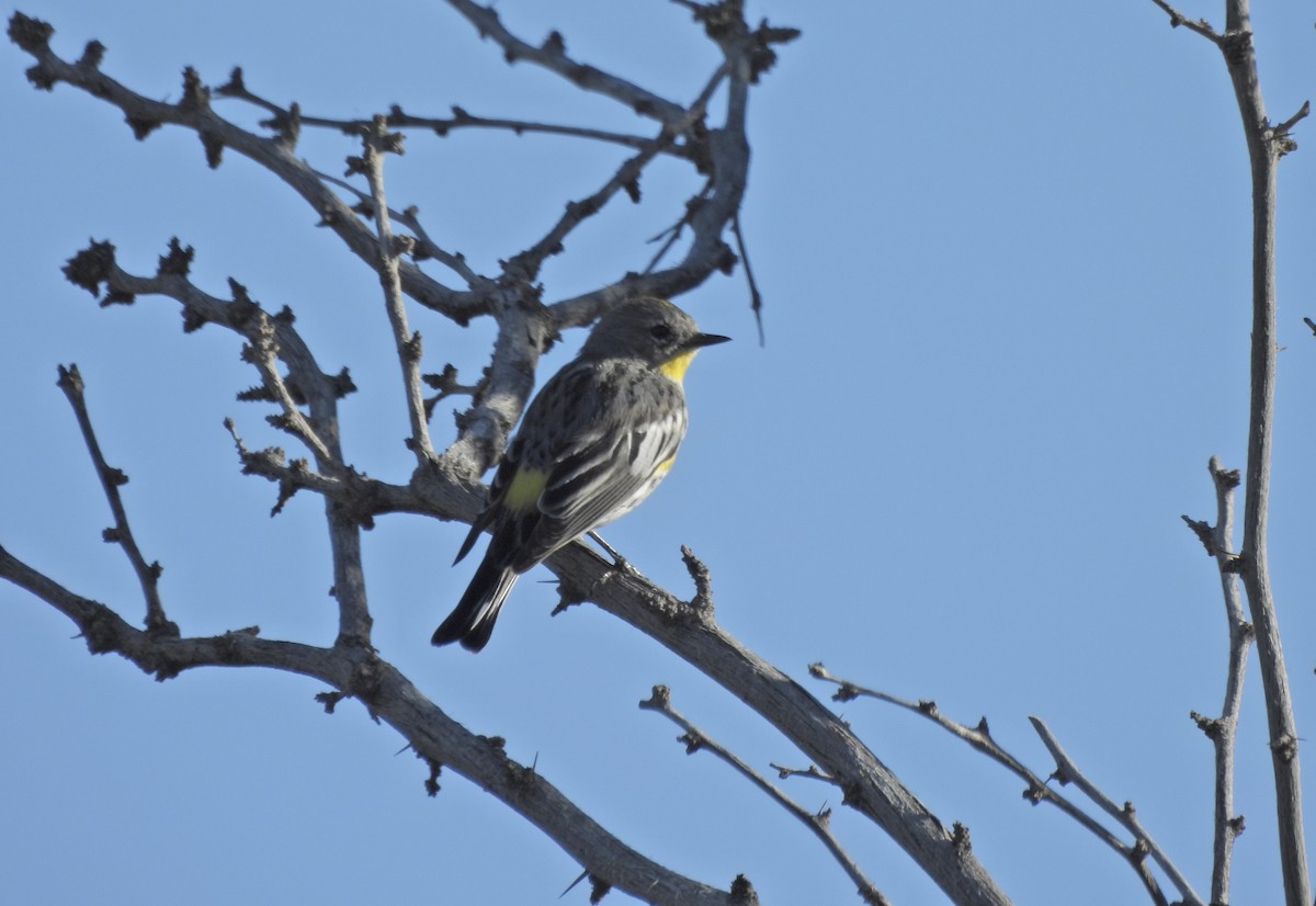 Yellow-rumped Warbler - ML652204937