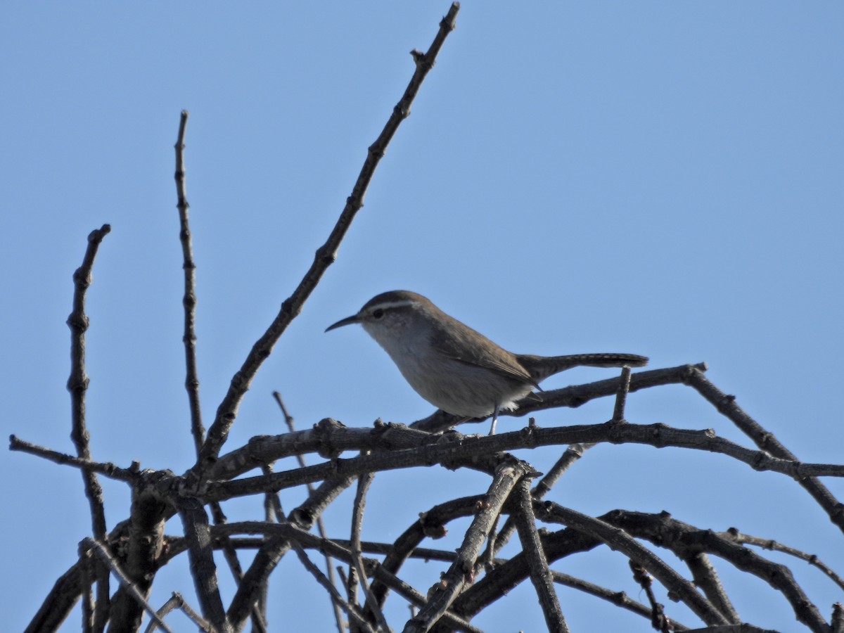 Bewick's Wren - ML652204942