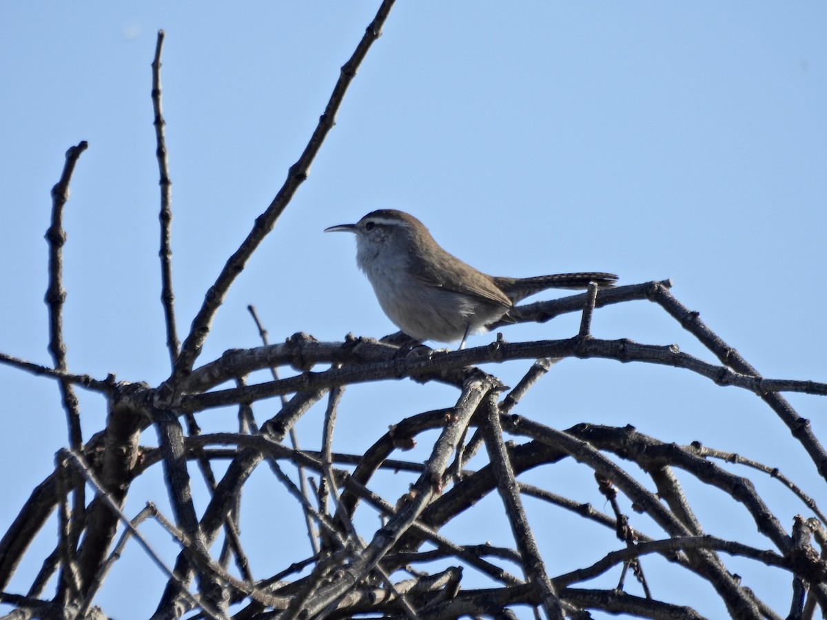 Bewick's Wren - ML652204944
