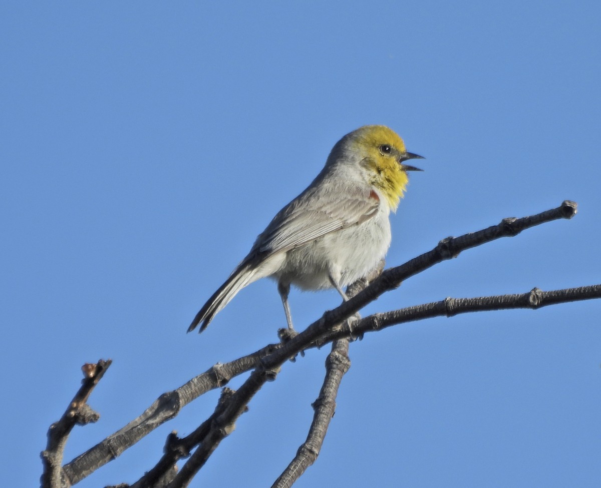 Verdin - ML652204950