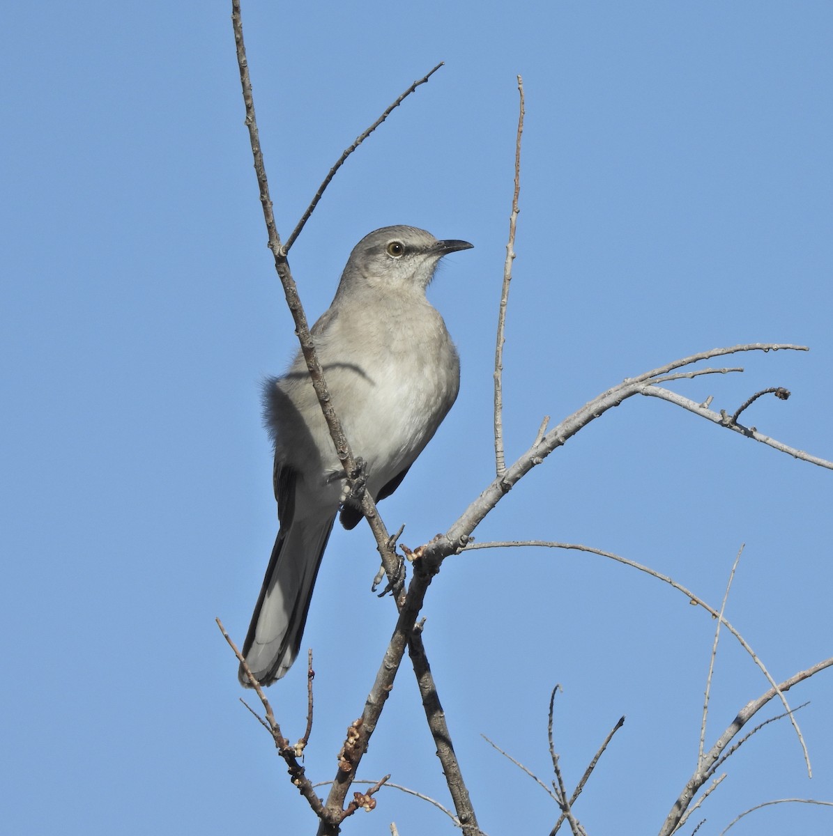 Northern Mockingbird - ML652204960