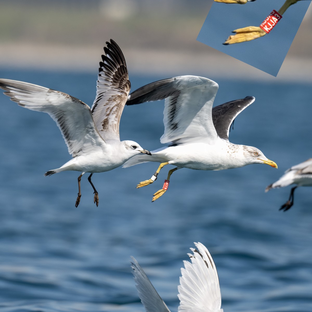 ニシセグロカモメ - ML652205041