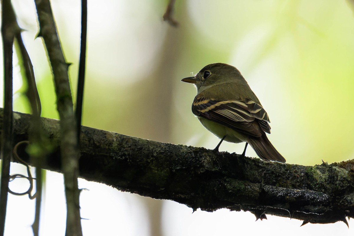 Восточный мухолов - ML652205295