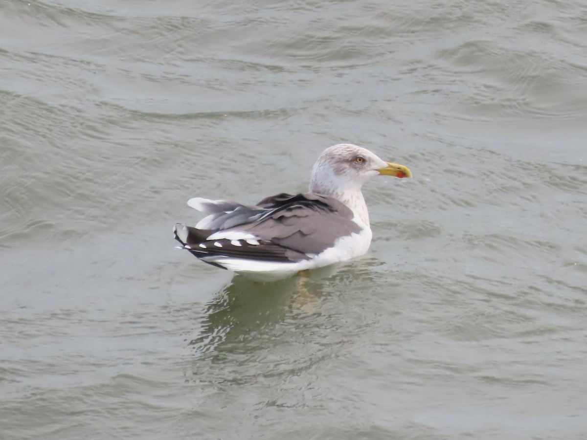 ニシセグロカモメ - ML652205371