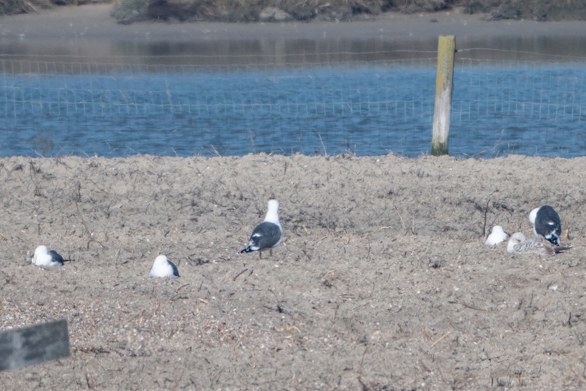 ニシセグロカモメ - ML652205558