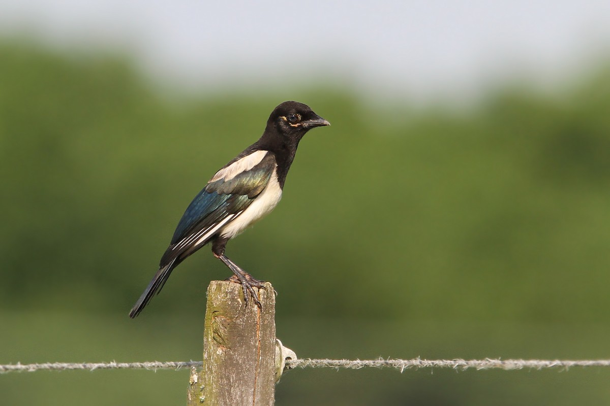 Eurasian Magpie (Eurasian) - Christoph Moning