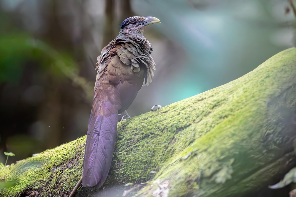 Géocoucou de Geoffroy - ML652205646