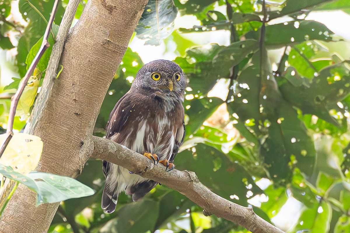 Chevêchette d'Amazonie - ML652205649