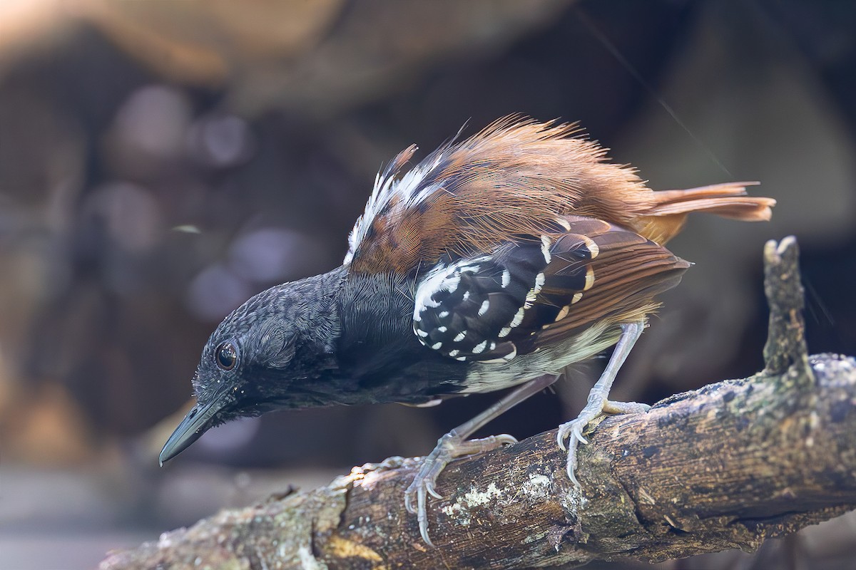 Alapi rougequeue - ML652205723