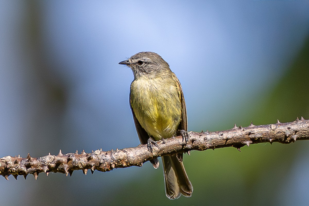 Tyranneau de Weeden - ML652205746