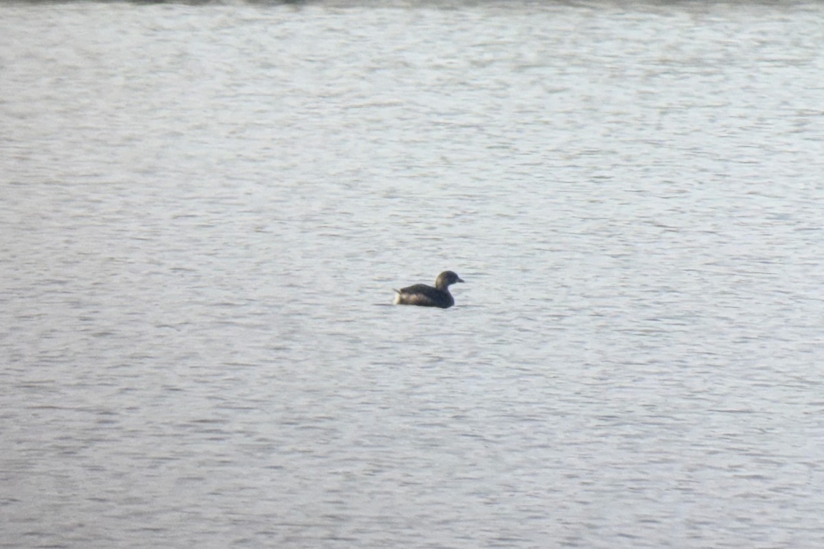 Pied-billed Grebe - ML652205821