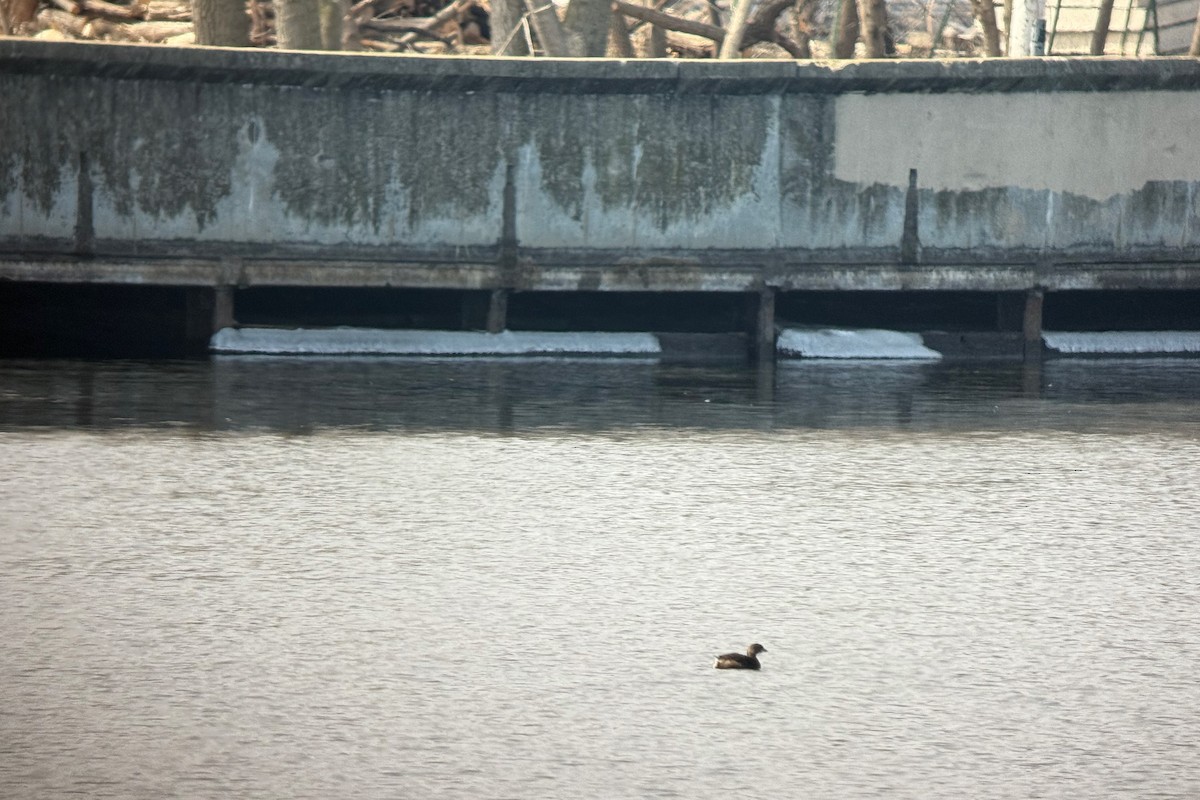 Pied-billed Grebe - ML652205822