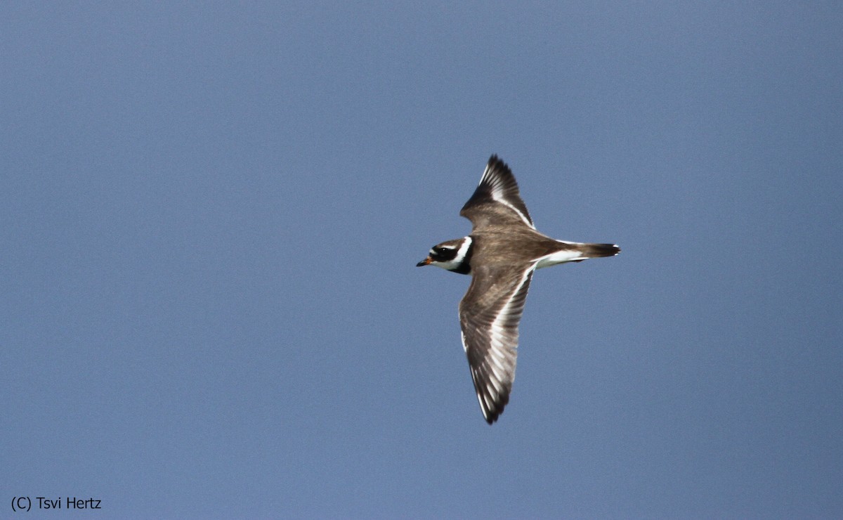 Halkalı Cılıbıt - ML652205829