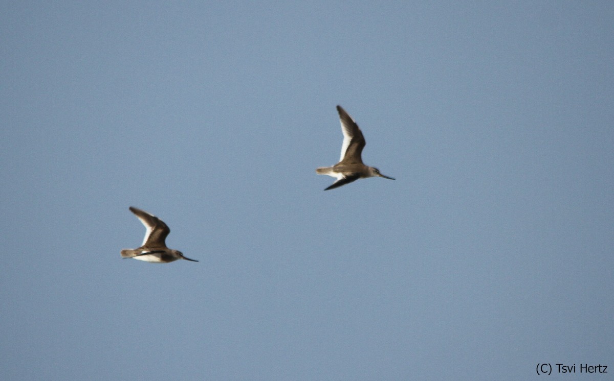 Terek Düdükçünü - ML652205836