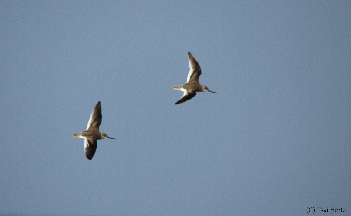 Terek Düdükçünü - ML652205837