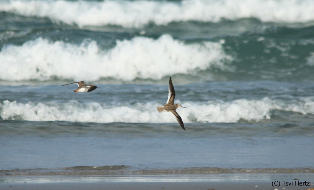 Terek Düdükçünü - ML652205838